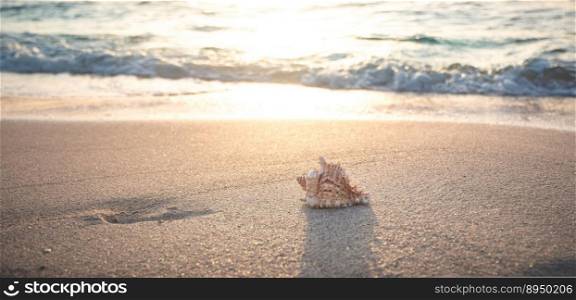 beach shell sea vacations sand
