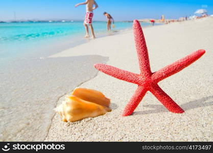 beach starfish and seashell on white sand of Formentera Illetes