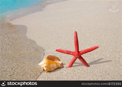 beach starfish and seashell on white sand truquoise beach