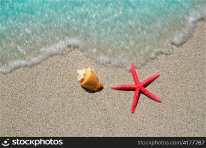 beach starfish and seashell with wave coming to shore