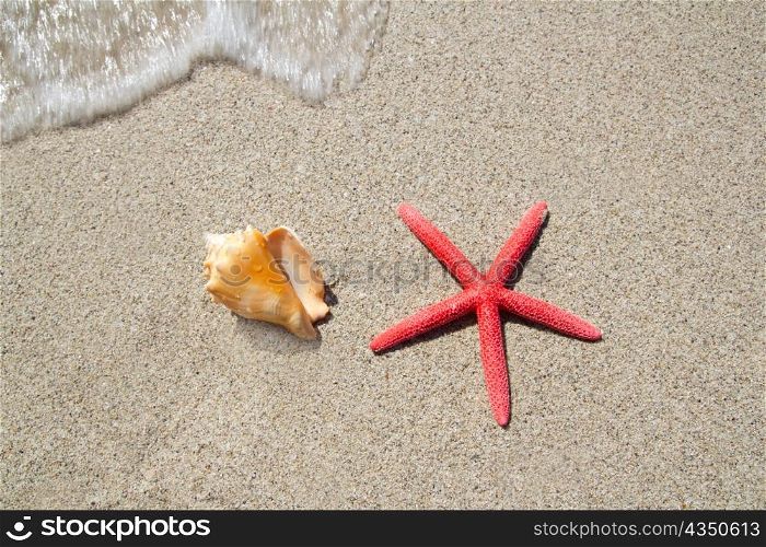 beach starfish and seashell with wave coming to shore