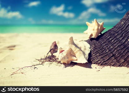 beach, summer and holidays concept - close up of seashell on tropical beach