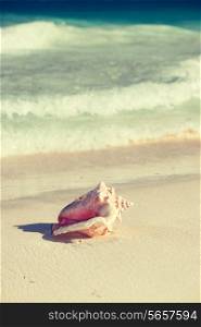 beach, summer and holidays concept - close up of seashell on tropical beach