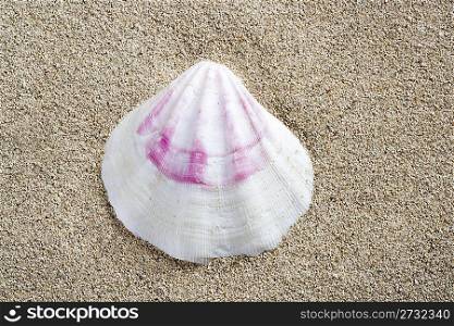 beach white beach sand and pink shell closeup