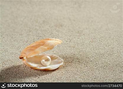 beach white sand pearl shell clam macro closeup
