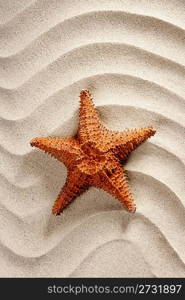 beach white wavy sand with starfish such a summer vacation symbol