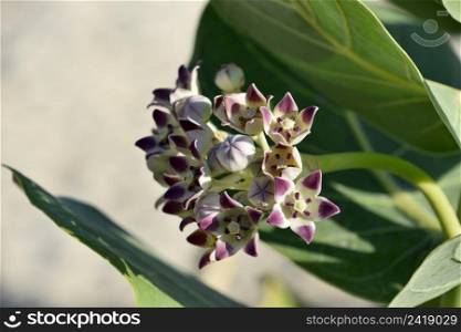 Beach with giant milkweed flowers blooming and budding in the early morning sun.