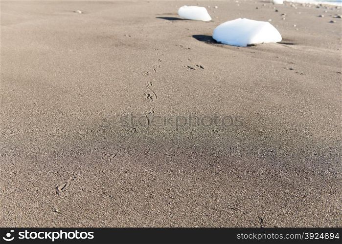 Beach with ice blocks. Untouched beach and ice blocks with footsteps of a gull