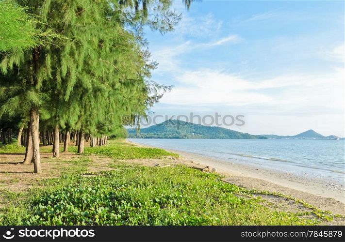 Beach with pine trees