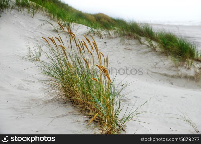 beach with sand dunes and grass