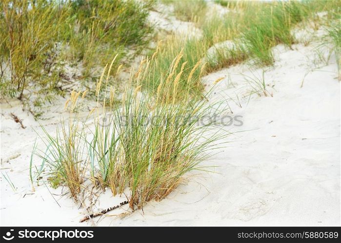 beach with sand dunes and grass
