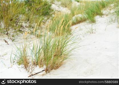 beach with sand dunes and grass