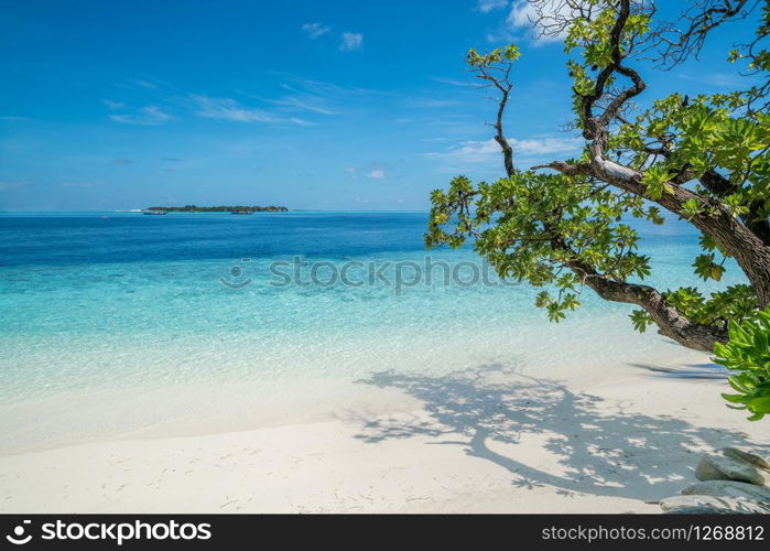 Beach with trees in foreground