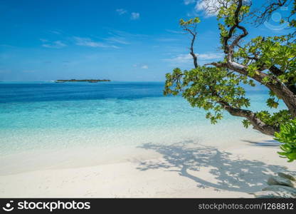 Beach with trees in foreground