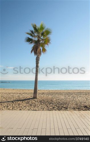 Beach with trees on the beach at Barcelona, ??Spain.
