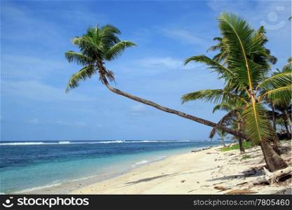 Beach with white sand and green palm trees in Upolu, Samoa