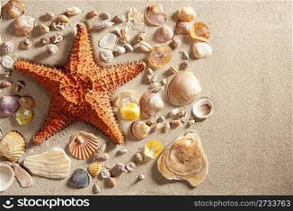 beach with white sand and starfishwith shells still life like summer vacation background