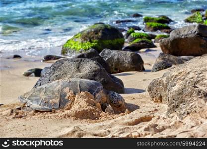 Beached giant green sea turtle (Chelonia mydas) on sand at Laniakea (Turtle) beach, North shore, Oahu, Hawaii, USA