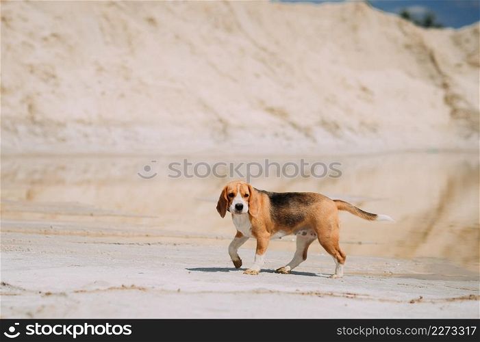 Beagle and sandy lakes on a summer day.. A beagle walks on a summer day among the sand 4227.