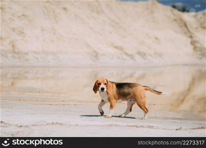 Beagle and sandy lakes on a summer day.. A beagle walks on a summer day among the sand 4227.