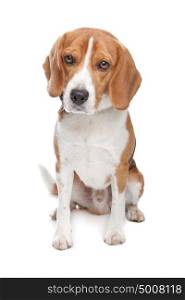 Beagle. Beagle dog in front of a white background