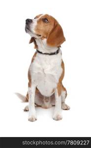 Beagle. Beagle dog in front of a white background