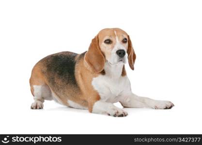 Beagle. Beagle hound in front of a white background
