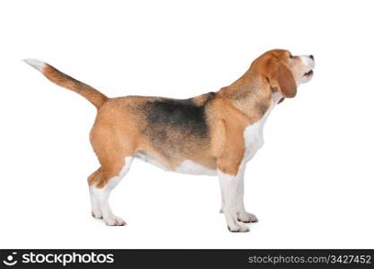 Beagle. Beagle hound in front of a white background