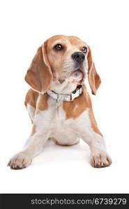 Beagle. Beagle in front of a white background