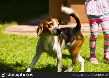 Beagle dog active lawn with child playing outdoors. Beagle dog active lawn with child