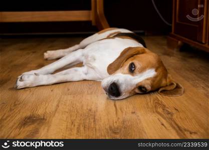 Beagle Dog Adult lying on wooden floor at home. Dog theme. Beagle Dog Adult lying on wooden floor at home