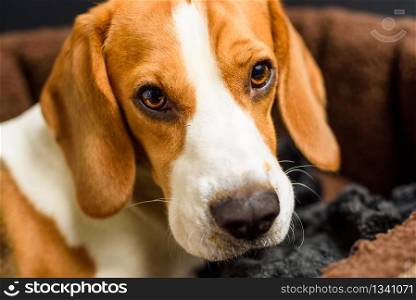 Beagle dog beautiful eyes portrait