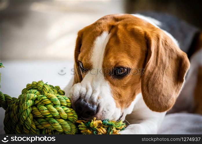 Beagle dog biting and chewing on rope knot toy on a couch. Closeup. Beagle dog biting and chewing on rope knot toy