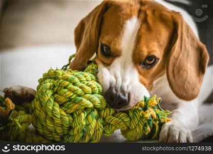 Beagle dog biting and chewing on rope knot toy on a couch. Looking into camera. Closeup. Beagle dog biting and chewing on rope knot toy
