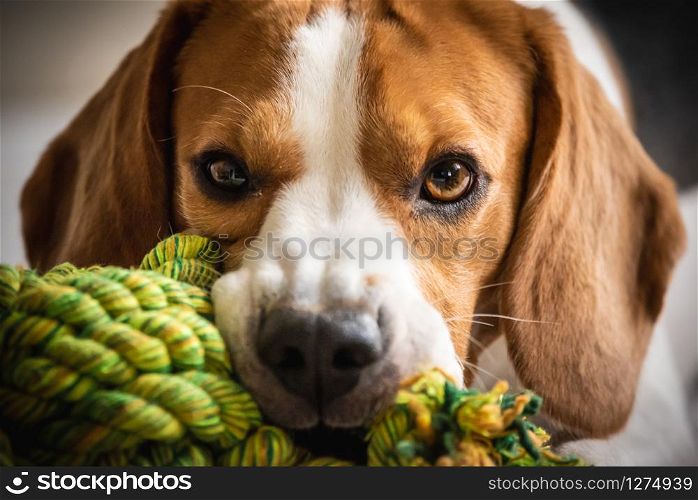 Beagle dog biting and chewing on rope knot toy on a couch. Looking into camera. Closeup. Beagle dog biting and chewing on rope knot toy