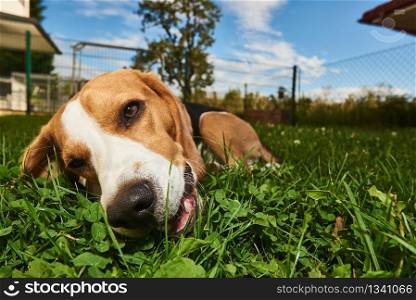 Beagle dog chewing treat outside on a grass in the garden purebred wide angle. Beagle dog chewing treat outside on a grass in the garden pureb