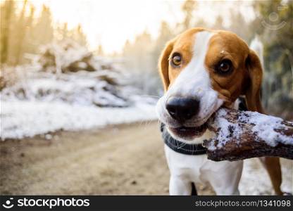 Beagle dog chewing wooden stick in sunny forest morning frost