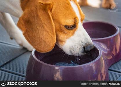 Beagle dog drinking water to cool off in shade on grass hiding from summer sun . Summer background. Tired of summer heat.. Beagle dog drinking water to cool off in shade on grass hiding from summer sun . Summer background.
