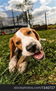 Beagle dog eats a treat in a garden on the grass