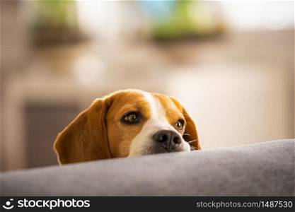 Beagle dog falling asleep and take some rest in funny position. Beautiful dog portrait. Head resting on sofa closeup. Background indoors.. Beagle dog falling asleep and take some rest in funny position. Beautiful dog portrait. Head resting on sofa closeup.