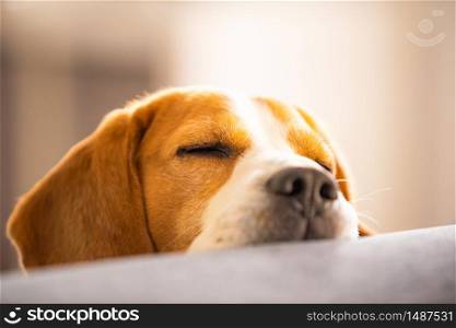 Beagle dog falling asleep and take some rest in funny position. Beautiful dog portrait. Head resting on sofa closeup. Background indoors.. Beagle dog falling asleep and take some rest in funny position. Beautiful dog portrait. Head resting on sofa closeup.