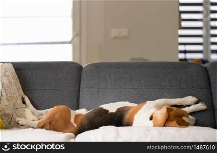 Beagle dog falling asleep and take some rest in funny position. Beautiful dog portrait. Dogs funny sleep poses.. Beagle dog falling asleep and take some rest in funny position. Beautiful dog portrait.