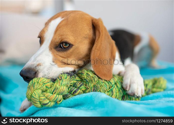 Beagle dog fun in garden outdoors chewing on knot rope. Sunny day. Beagle dog fun in garden outdoors chewing on knot rope.