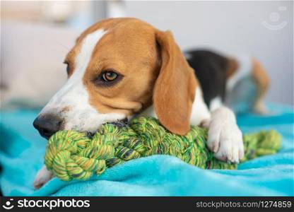 Beagle dog fun in garden outdoors chewing on knot rope. Sunny day. Beagle dog fun in garden outdoors chewing on knot rope.