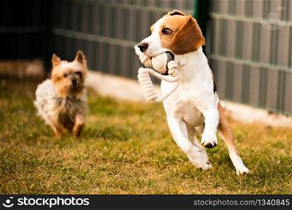 Beagle dog fun in garden outdoors run and jump with ball and york dog. Dog background.. Beagle dog fun in garden outdoors run and jump with ball and york dog.