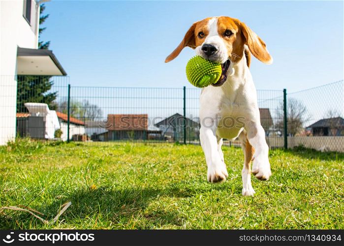 Beagle dog fun in garden outdoors run and jump with ball towards camera. Beagle dog fun in garden outdoors run