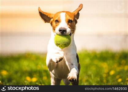 Beagle dog fun in garden outdoors run and jump with ball towards camera. Sunny day in garden, copy space on left. Beagle dog with a ball on a green meadow during spring,summer runs towards camera with ball
