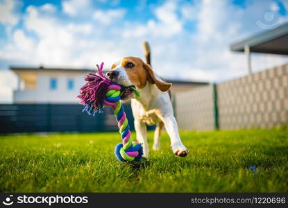 Beagle dog fun in garden outdoors run and jump with ball towards camera. Dog background.. Beagle dog fun in garden outdoors run and jump with rope towards camera