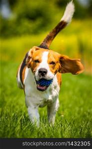 Beagle dog fun in garden outdoors run and jump with ball towards camera. Dog background.. Beagle dog fun in garden outdoors run and jump with ball towards