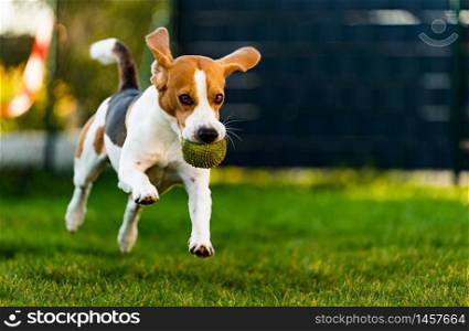 Beagle dog fun in garden outdoors run and jump with ball towards camera. Dog background.. Beagle dog fun in garden outdoors run and jump with ball towards camera